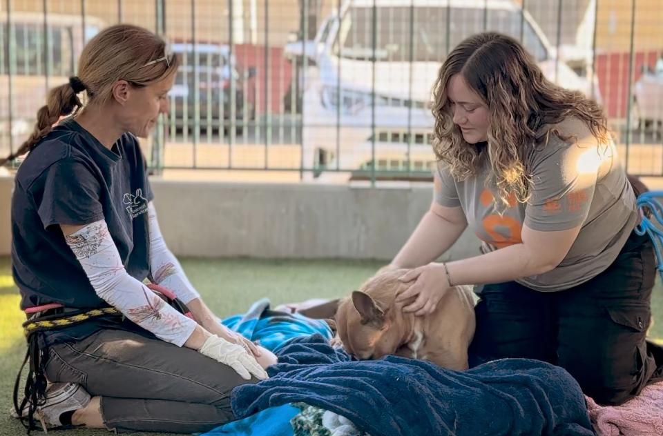 Two shelter employees in a play pen with a dog